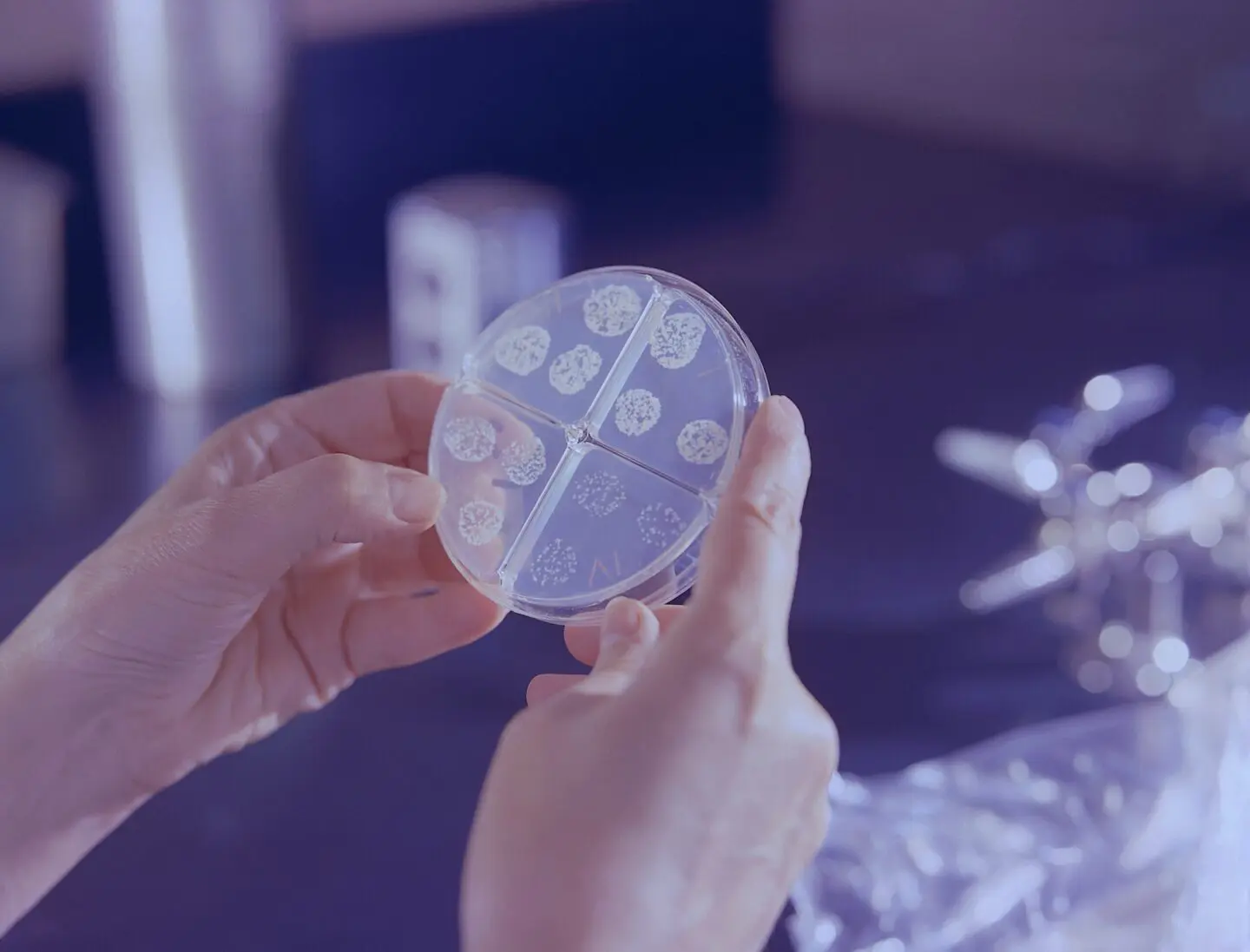 bacteria petri dish